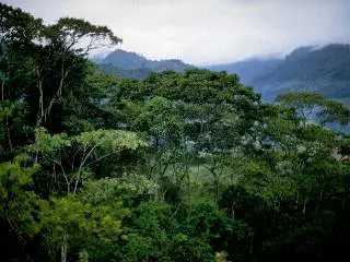 rainforest