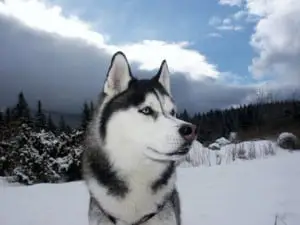 A husky dog descended from a wolf