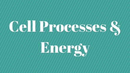 Cell Processes and Energy